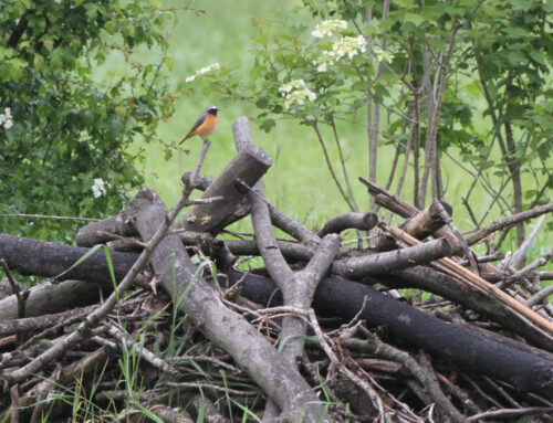 Celebrare la natura e la biodiversità – Rete2 – 22.05.2024