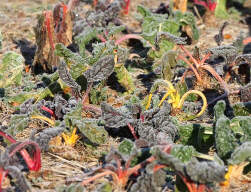 A proposito dell’iniziativa sull’alimentazione